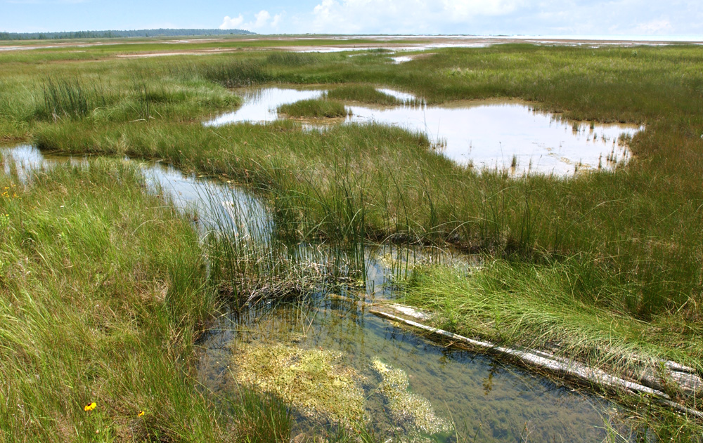 Michigan Wetlands Have Complicated Compliance Regulations